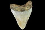 Fossil Megalodon Tooth - North Carolina #109520-2